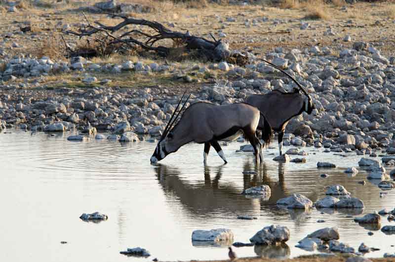 178 - Namibia - antilopes Orix - parque nacional de Etosha